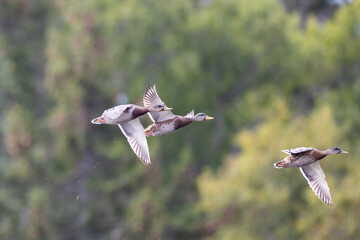 Mallards in flight against green background
