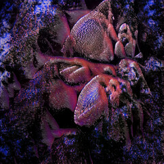 Coral_reef-10-1.00 - obrazy, fototapety, plakaty
