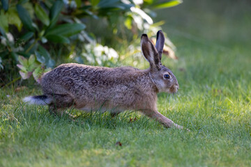 Naklejka na ściany i meble European hare walking on the grass