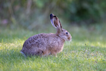 European hare sitting on the grass