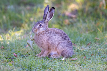 European hare sitting on the grass eating a leaf