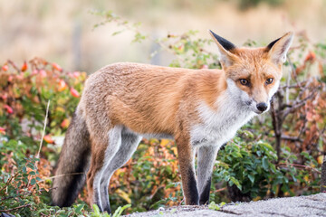 Schau, wie hübsch ich bin