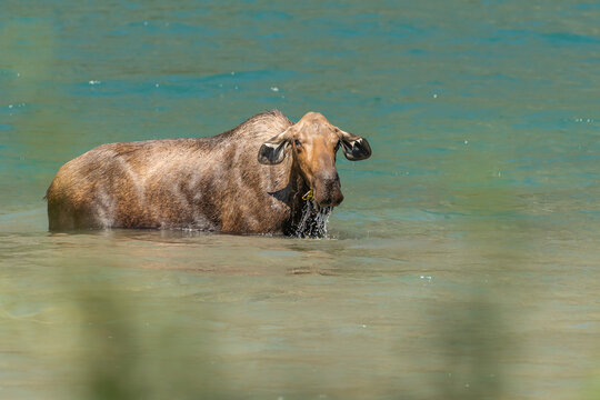 Adult cow moose in blue water. 