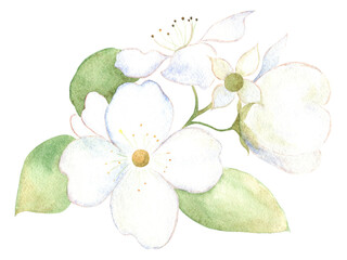 White jasmine flowers with green leaves . Watercolor image.