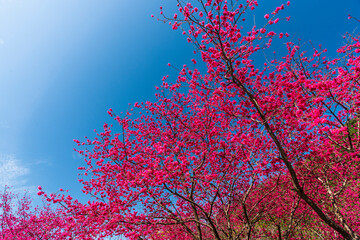 View of Taiwan Cherry blossoms with a blue sky background.