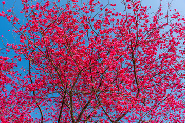Beautiful Taiwan cherry blooming in the park of Nantou, Taiwan.