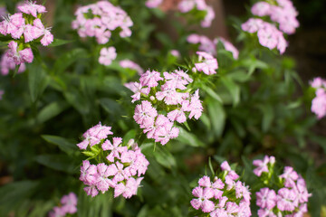 Dianthus barbatus flower. Pink magenta flower blossom in garden backyard. Perennial phlox growing in a sunny garden. Dianthus barbatus flower.