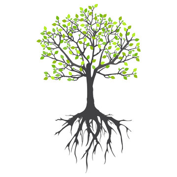 Mangrove tree roots hand drawing Stock Vector | Adobe Stock