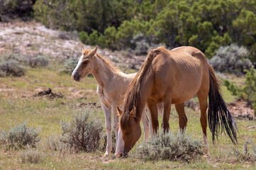 
Wild Horse Mare and Foal in Montana in Summer