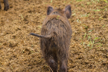Boars in the mud