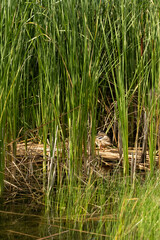 Thickets in the swamps.