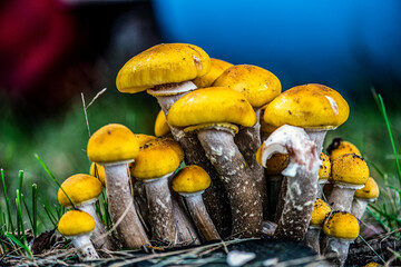 Vibrant yellow mushrooms with blue tarp in background