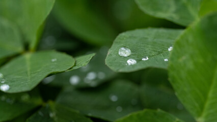 Dew drops on clover leaves.
