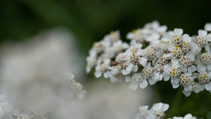 Blurred background with white flowers.