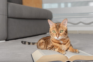 The cat lies on the floor with a book.