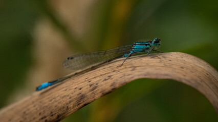The blue dragonfly sat on a dry leaf.