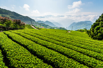 Beautiful tea plantation landscape on the mountaintop of Shizhao in Chiayi, Taiwan.