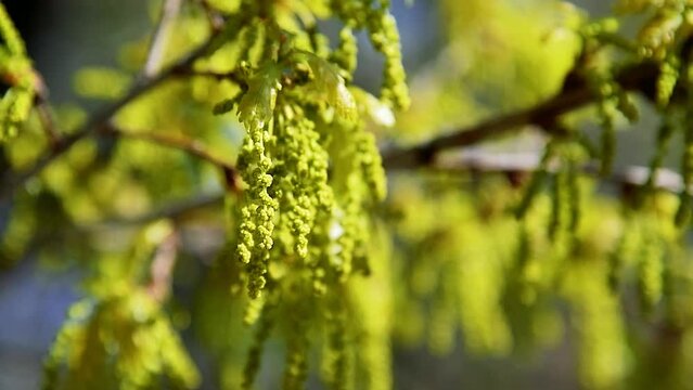 Flowers of Oak petiolate (Quercus robur)