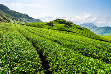 Fototapeta na wymiar Beautiful tea plantation landscape on the mountaintop of Alishan in Chiayi, Taiwan.
