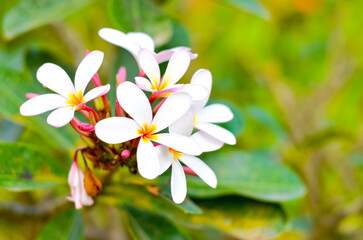 Beautiful white plumeria flowers with green leaf in the background. Selective focus.