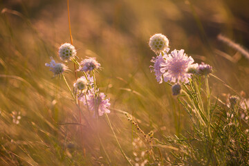 Plants on the meadow