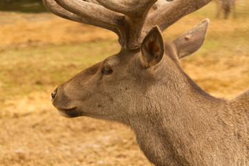 Large white-tailed deer buck