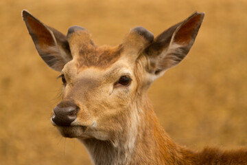Close up of head of a cute deer.