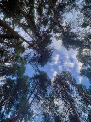 sky and treetops 2