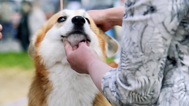 Portrait of a dog during a dog show