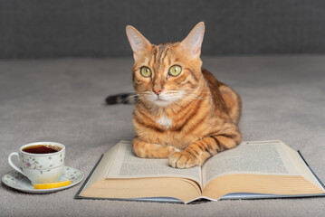 The cat lies on a book next to a hot cup of tea.