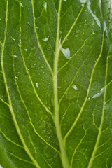 close up of mustard greens isolated on white background