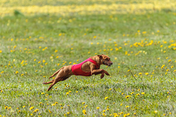 Cirneco?dell etna dog running fast and chasing lure across green field at dog racing competion