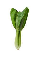 mustard greens isolated on white background