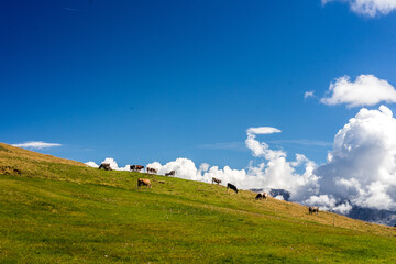 Alm am Wei&szlig;horn, Dolomiten