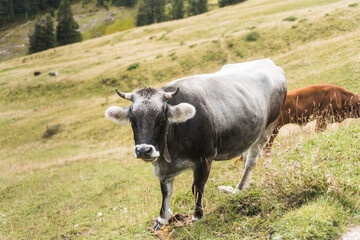 Kuh, Braunvieh auf Alm in Südtirol