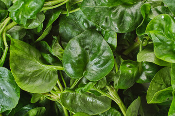 fresh spinach leaves close up