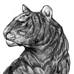 portrait strong tiger, black graphics  