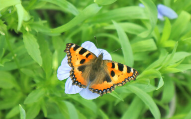 Fototapeta na wymiar Argynnis butterfly sits on a blue flower. Natural background. 
