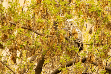 Wild owl hides in an autumn leaf on a tree