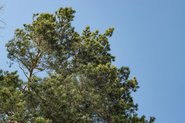 Fluffy pine tree against a beautiful blue sky