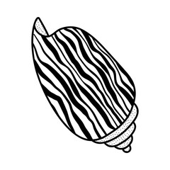 Line art sketch seashells.