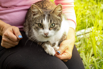 Cat in the hands of the hostess on a bright sunny day