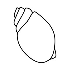 Line art sketch seashells.