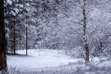 Winter forest. Snow covered trees in the winter forest.