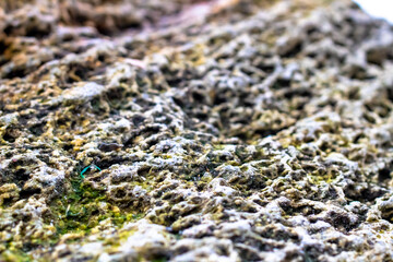 green moss on the stone