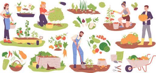 Picking planted vegetables. Woman and man farming vegetable or fruit plant in garden, digging potato crop picking tomato berry pumpkin autumn harvest, garish vector illustration