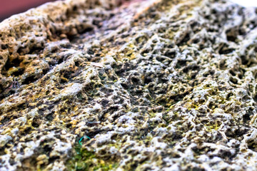 close up of lichen on a rock