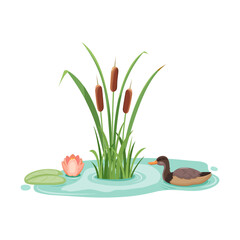 Wild mallard duck in reeds with water lilies. Vector illustration of lake cattail with lotus.