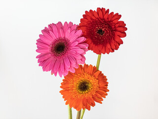 Beautiful and colorful gerbera flowers isolated on white background.