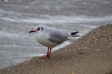 seagull on the beach